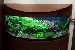 P.C.I. planted aquarium jpg