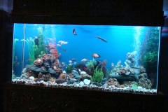 freshwater 12