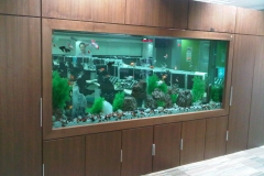 freshwater 13