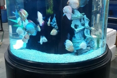 freshwater 15