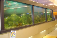 freshwater 9