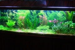 planted 7